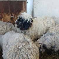 Pecore naso nero del vallese