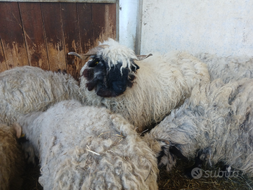 Pecore naso nero del vallese