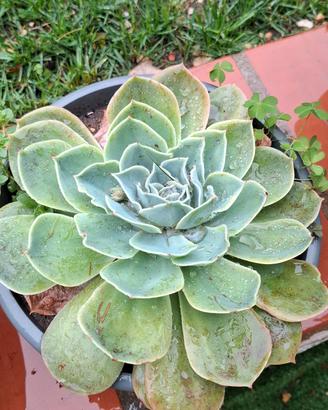 Piante grasse