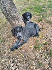 Cuccioli di cane drahthaar
