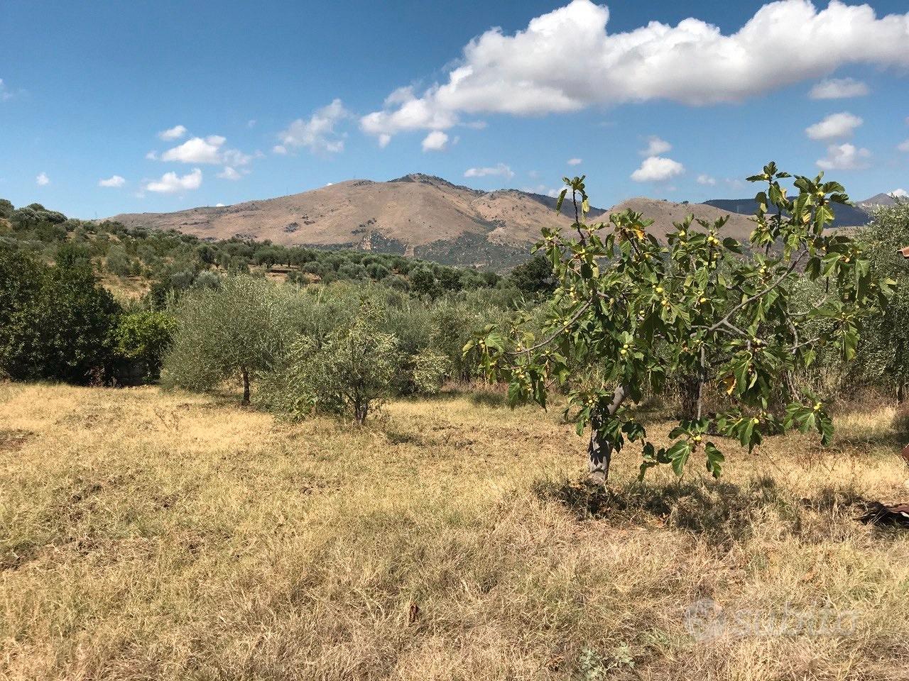 Terreno agricolo con magazzino - Vista 4