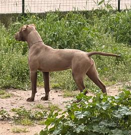 Cucciola American Pitbull terrier