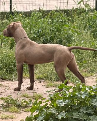 Cucciola American Pitbull terrier