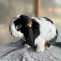 Ariete lop giapponese