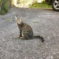 Gatto di cinque mesi