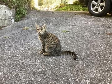 Gatto di cinque mesi