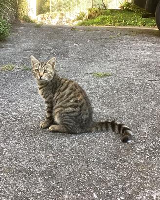 Gatto di cinque mesi