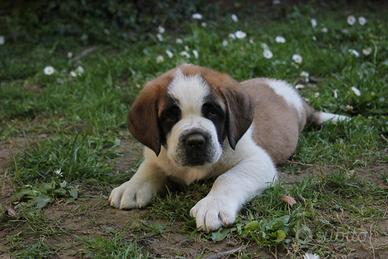 Cuccioli maschi di San Bernardo