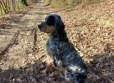Setter inglese tricolore