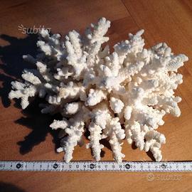 Corallo bianco