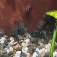 Caridine e planobarius