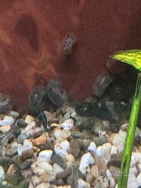 Caridine e planobarius