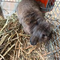 Coppia conigli ariete