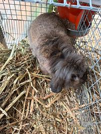 Coppia conigli ariete