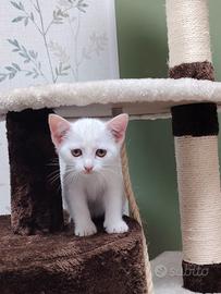 Gattina bianca