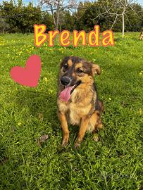 Brenda taglia media