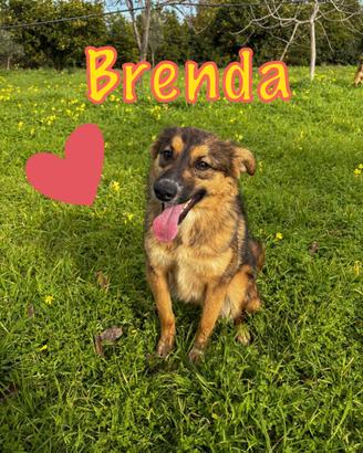 Brenda taglia media