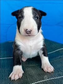 Cuccioli bull terrier miniature