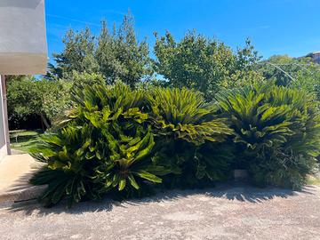 Cycas