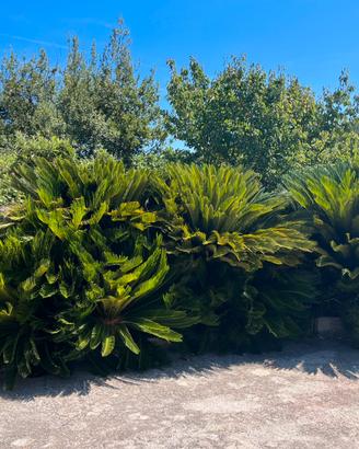 Cycas