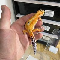 Gechi leopardini vari morph