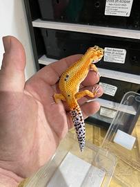 Gechi leopardini vari morph