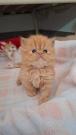 Cuccioli gatti persiani