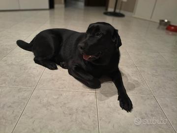 Labrador