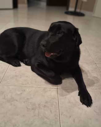 Labrador