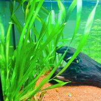 Piante acquario facili