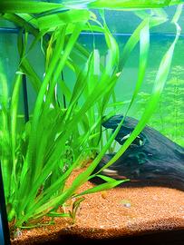 Piante acquario facili