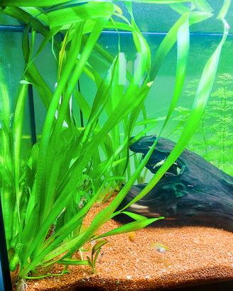 Piante acquario facili