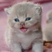 BRITISH Shorthair cuccioli