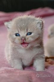 BRITISH Shorthair cuccioli