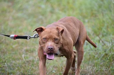 Pitbull Adba Femmine