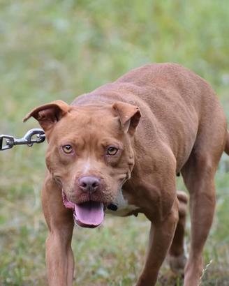 Pitbull Adba Femmine