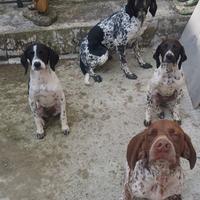 Bracco pointer da fu-nghi e tart-ufi (video)