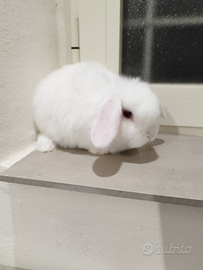 Coniglio nano ariete