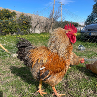 Gallo ornamentale Bielefelder 1 anno - Catanzaro