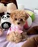 lorella-dolcissima-maltipoo-toy-nata-in-italia