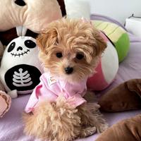 Lorella -- dolcissima MALTIPOO TOY nata in Italia