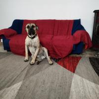 Cane corso fulvo