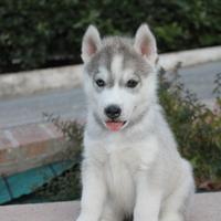 Ultimo cucciolo Siberian Husky con pedigree