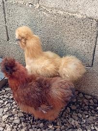 Galline Moroseta