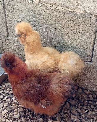 Galline Moroseta