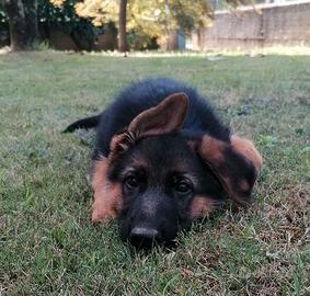 Cuccioli pastore tedesco con pedigree