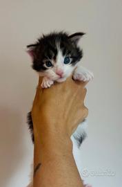Cuccioli Maine Coon
