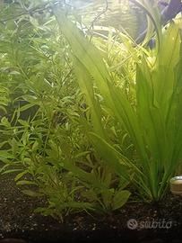 piante per acquario tropicale 