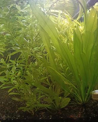 piante per acquario tropicale 