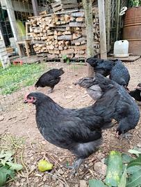 Australorp